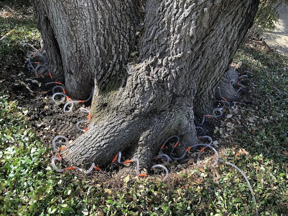 Detailed Tree Cabling and Bracing job site in Ragley