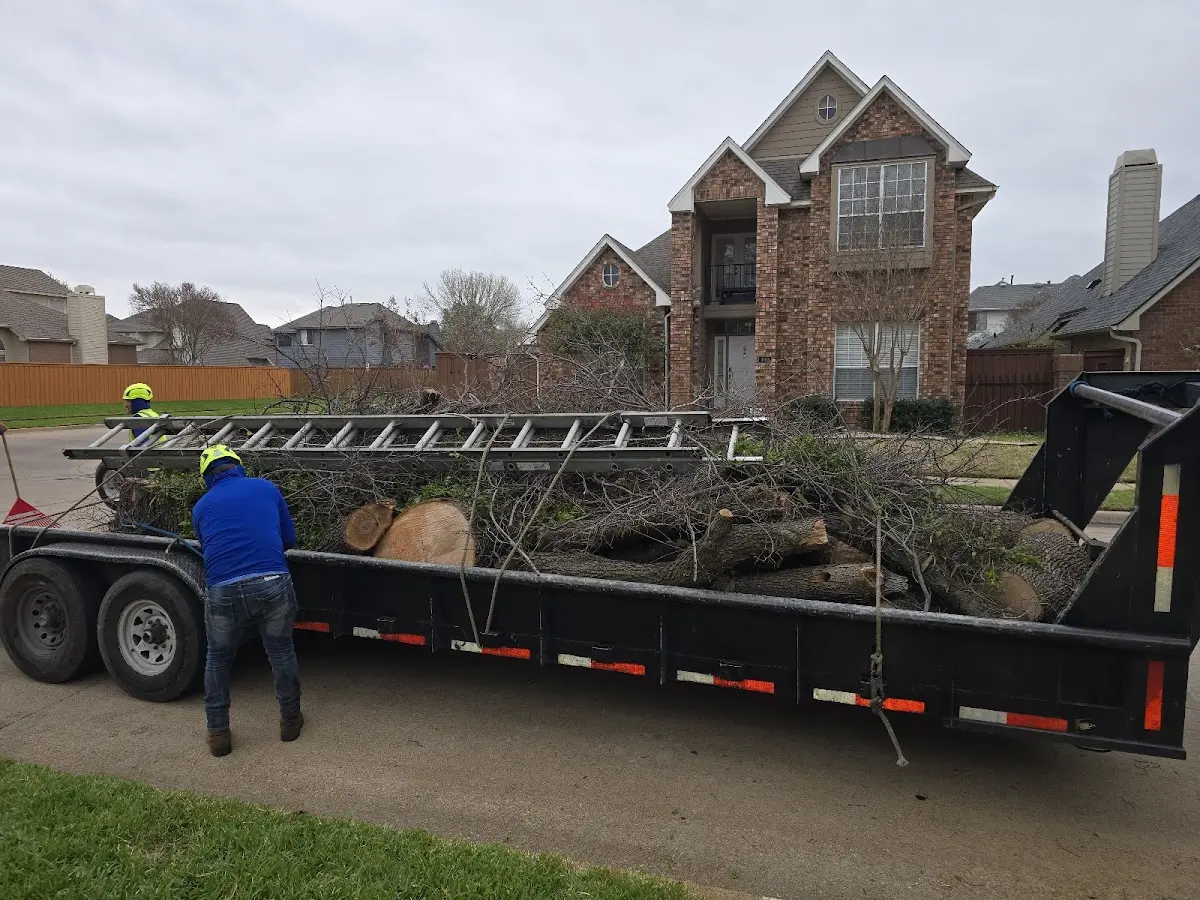 Expert Tree Removal with proper safety equipment in Ragley